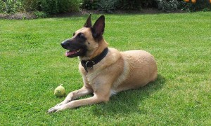 Unique German Shepherd Names