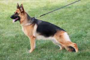 Female German Shepherd Names