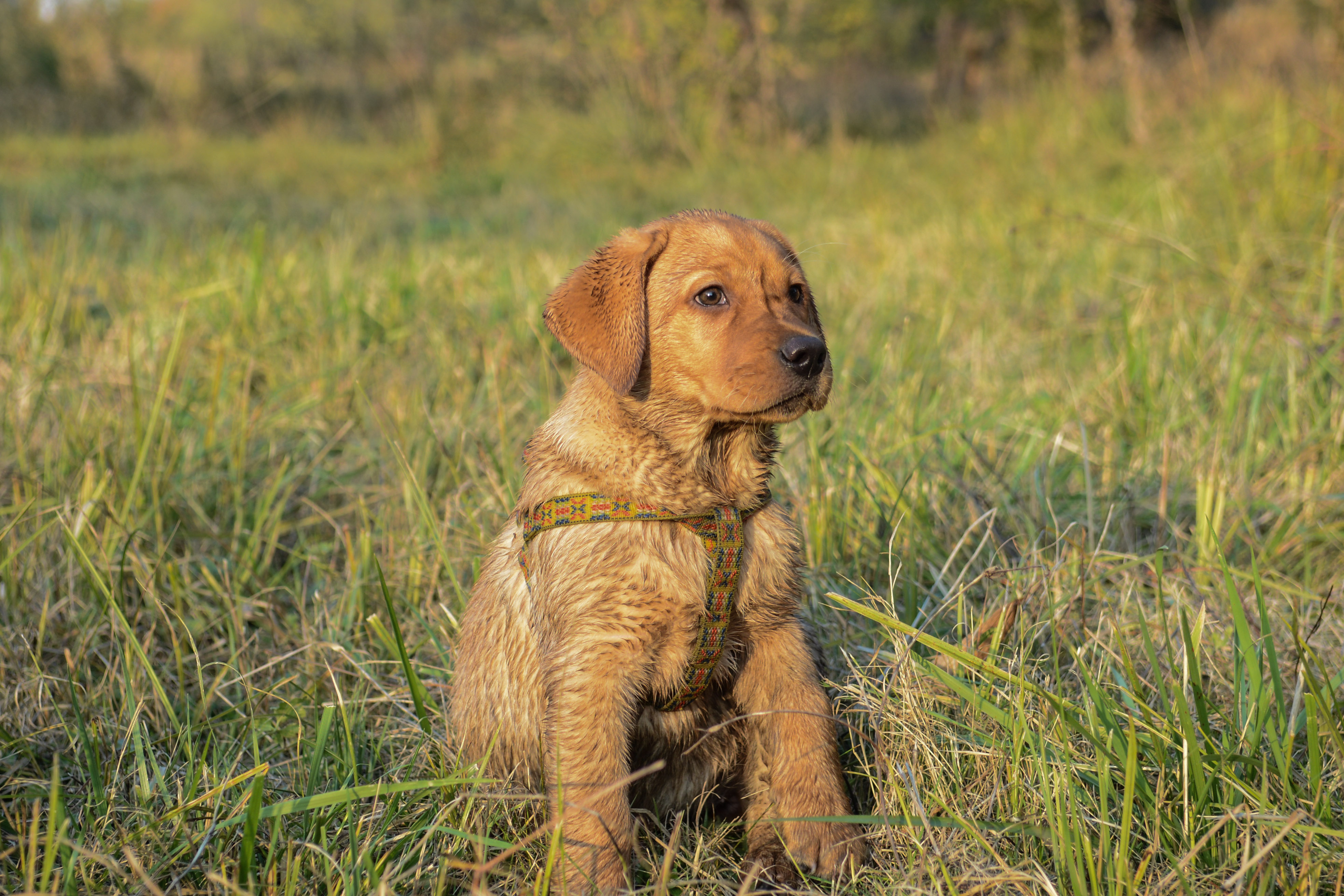 Unique Male Dog Names Archives Unique Dog Names