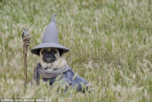 Gandalf Pug