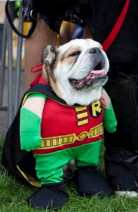 Robin Dog Costume