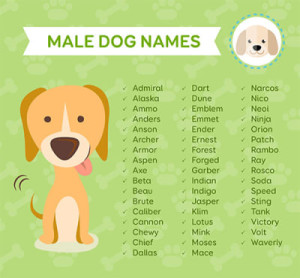 Male Dog Names   IMG 4423 300x278 