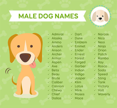 good names for boy dogs